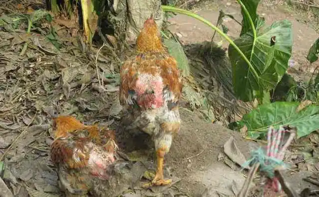 家里的鸡老是掉毛,这个方法可以试试!