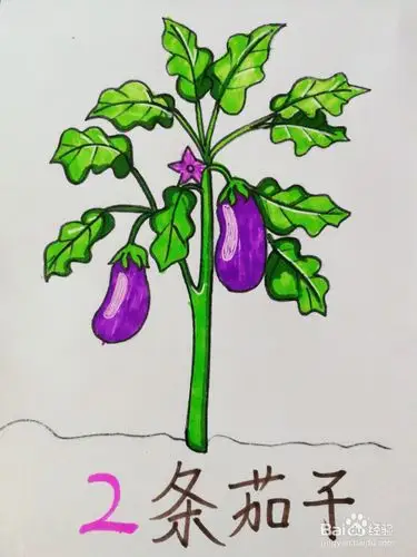 通过工字定位框,定位茄子树的高度,然后画出树干,树叶,茄子,接着细化