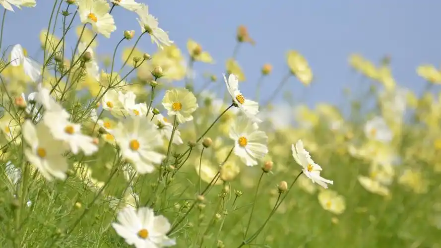 白色科斯米亚花 壁纸 - 1920x1080 全高清