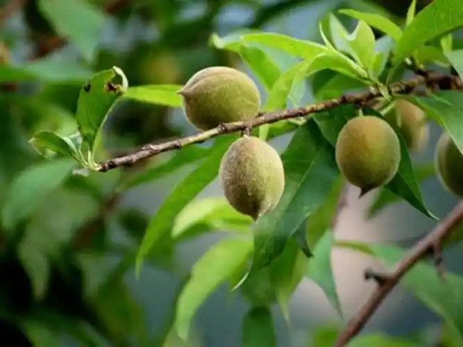 手把手教你挑野生毛桃!