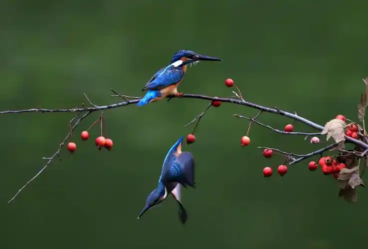 美丽辽宁鸟戏枝头