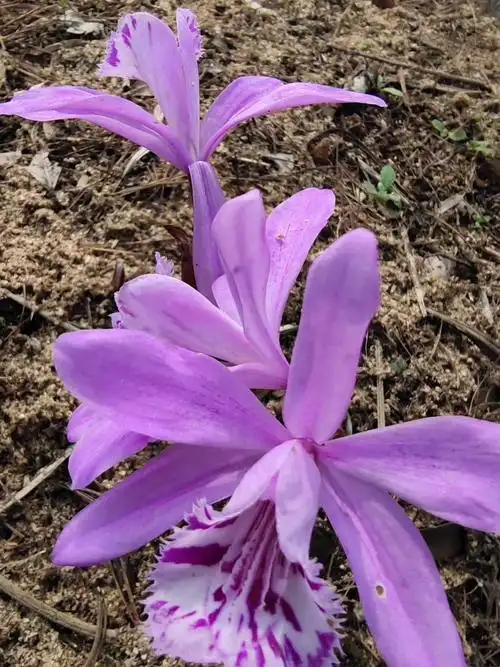 独蒜兰苗大花云南南大紫花种球500g药材种子