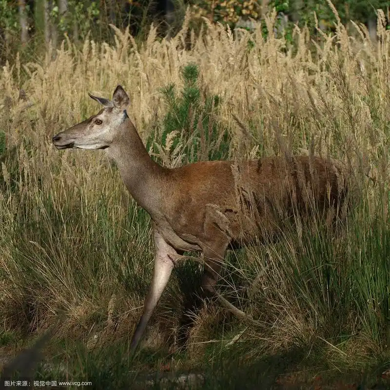 雌马鹿(cervus elaphus)的特写