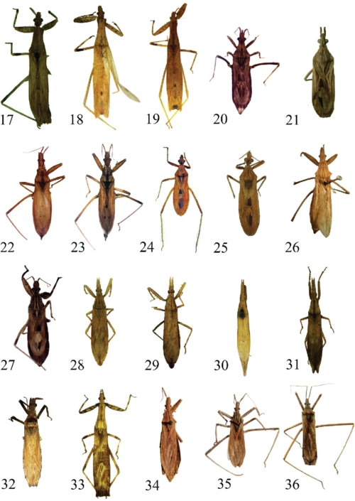 展开全部 这是一只猎蝽,被叮到会很疼.