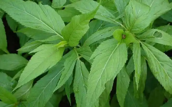 伤力草的功效与作用