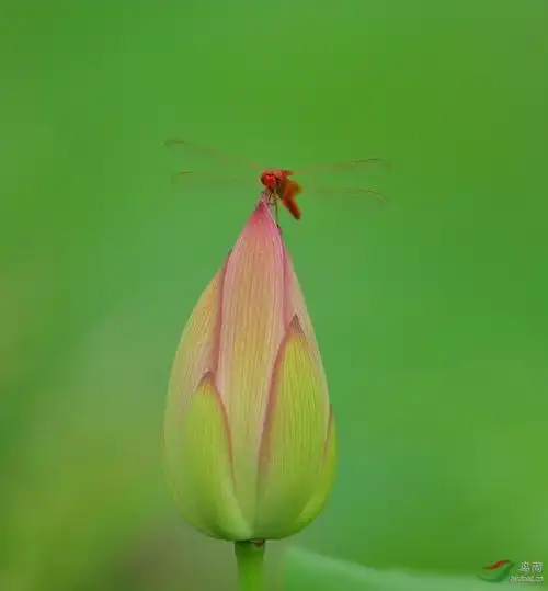 荷蕾与红蜻蜓