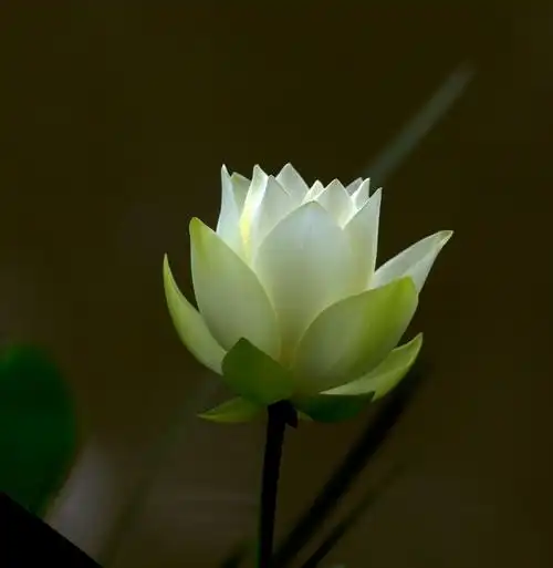 惊艳-北京动物园的荷花在当下显得与众不同,高雅圣洁,唯美动人,十分