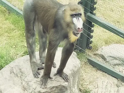 胡哲拍到的大马猴