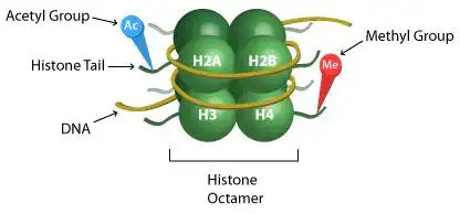 组蛋白修饰组蛋白乙酰化解决方案