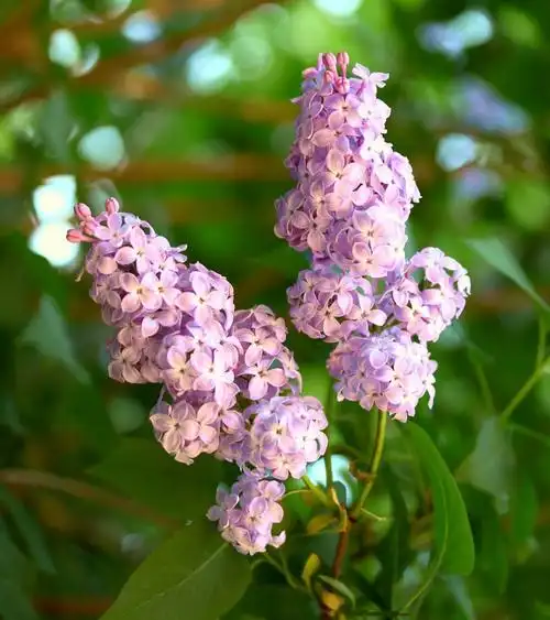 紫色丁香花的花语,紫色丁香花的传说故事_达一风水网