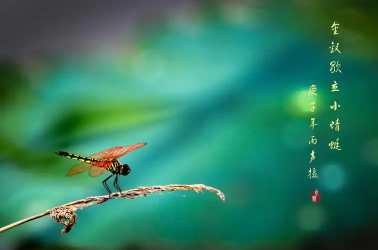 安州环湖碧荷园荷花
