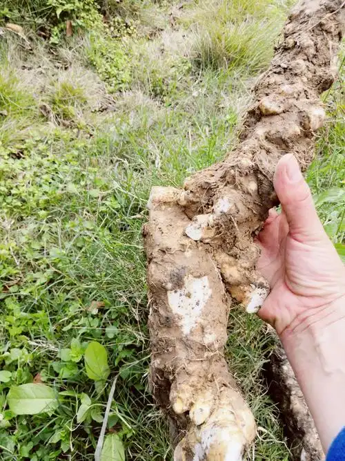 野生山药.样子长得不好看.应该味道不错吧!