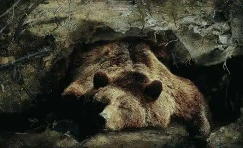 熊要冬眠吗熊要冬眠吗熊要冬眠吗