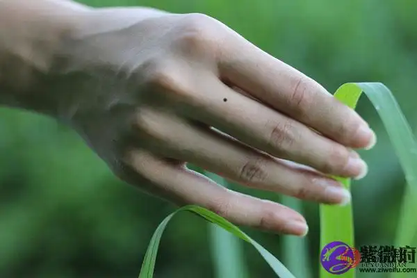 女人右手中指有痣代表什么在相学女人右手中指长痣往往是代表着自身