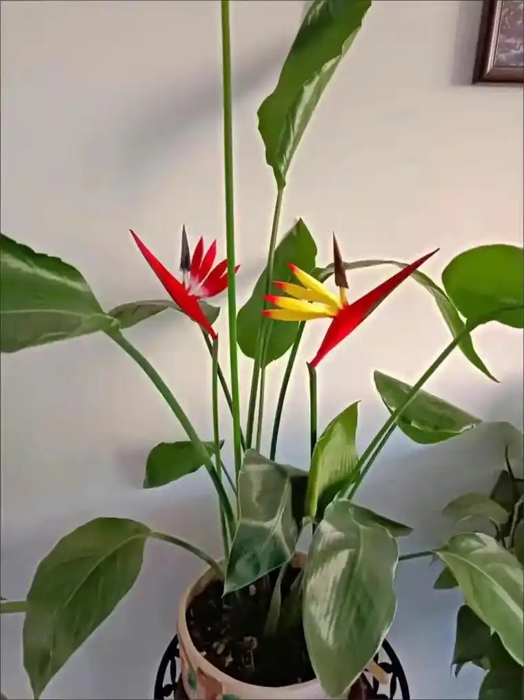 我的天堂鸟开花了,第一次见它开花. - 抖音