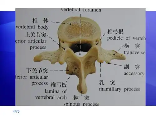 腰椎骨的基本结构是怎样的