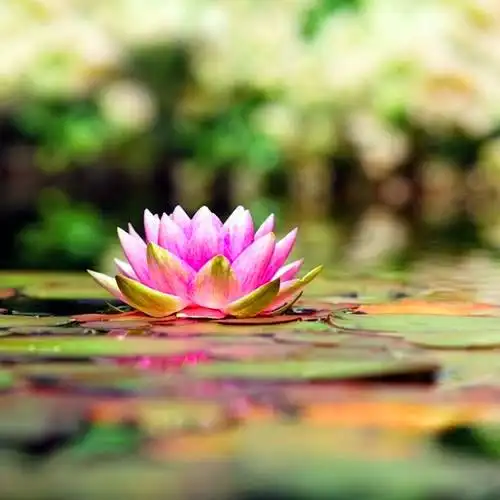 佛系图片头像禅意荷花 独一无二的佛系莲花图片微信头像_微信头像