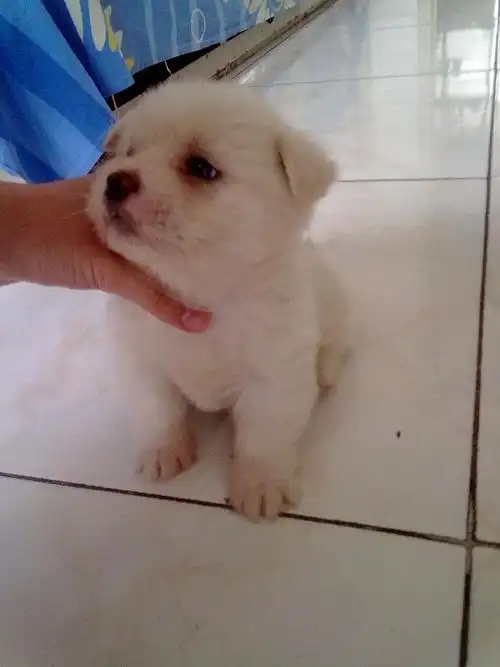 是小土狗板凳狗.