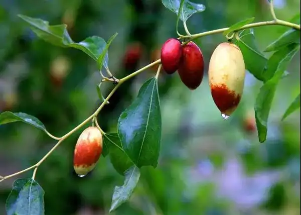 桥梓镇联系电话:010-69678936(工作日) 地址:怀柔区桥梓镇各大尜尜枣