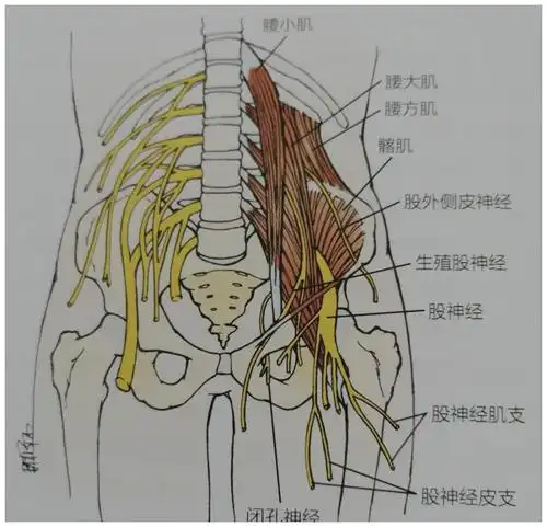 影响腰椎,骨盆,呼吸,腰方肌保护只需5步!__财经头条