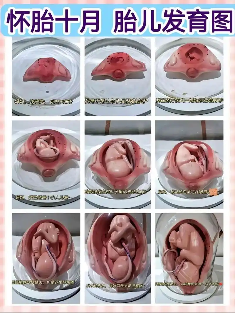 怀胎十月婴儿发育图你见过吗#怀孕 #新生儿 #一个身体两个心 - 抖音