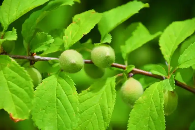 榆叶梅果实原创拍摄