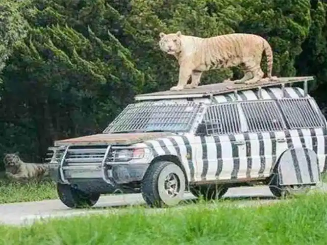 老虎跳上汽车顶部,男子一脚踩下油门,下一秒老虎竟然怂了