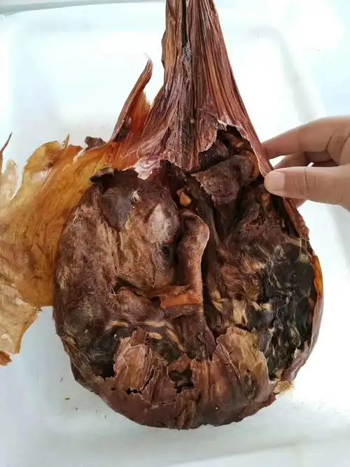 吉林梅花鹿鹿胎粉干鹿胎磨粉带勺鹿胎粉整只干鹿胎鹿胎盘胎衣打粉滋补