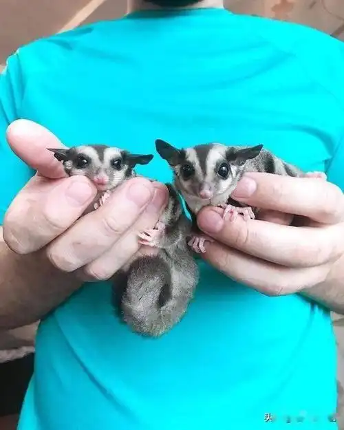 辟谣:蜜袋鼯出现弃养现象是因为铲屎官打扰?事情远没有这么简单