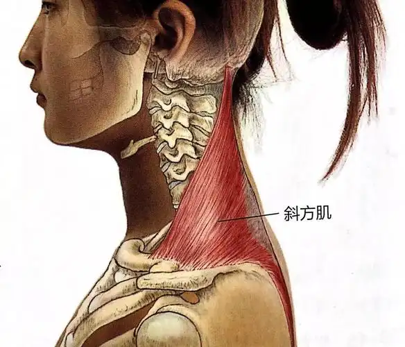 斜方肌为什么总是紧张?7招教你快速放松