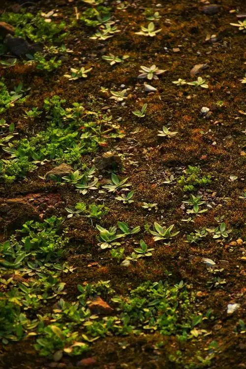 充满希望的春泥 - 小王凯xy平行 - 图虫