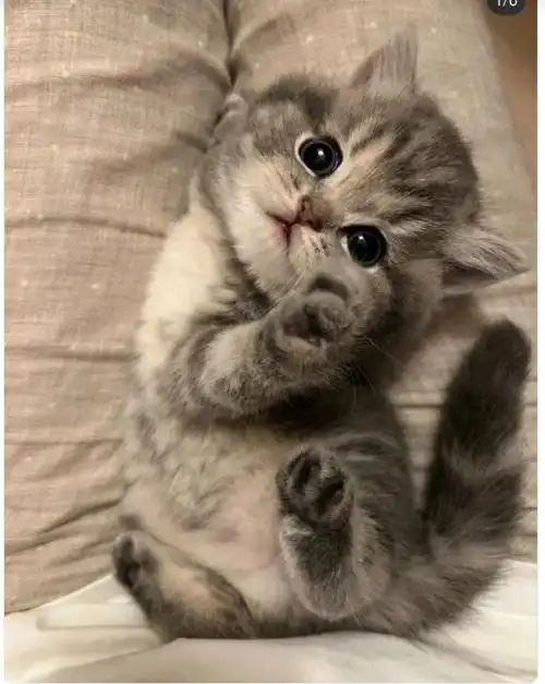 超级喵世界_超级猫游戏_超级猫世界