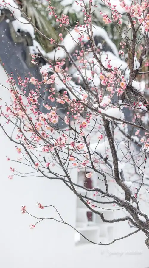 江苏白雪红梅有多美##南京##江苏雪景大赏