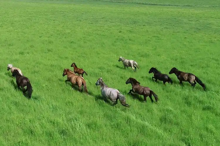 盛夏草原骏马驰骋