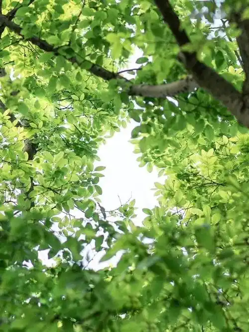 8月壁纸丨世间的温柔皆如清新的绿色和你._夏日_微芒_色谱