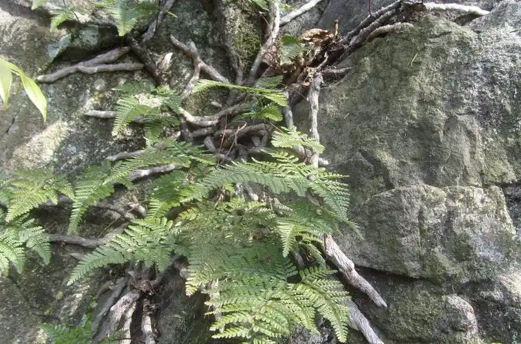 白毛蛇是一种什么样的植物?
