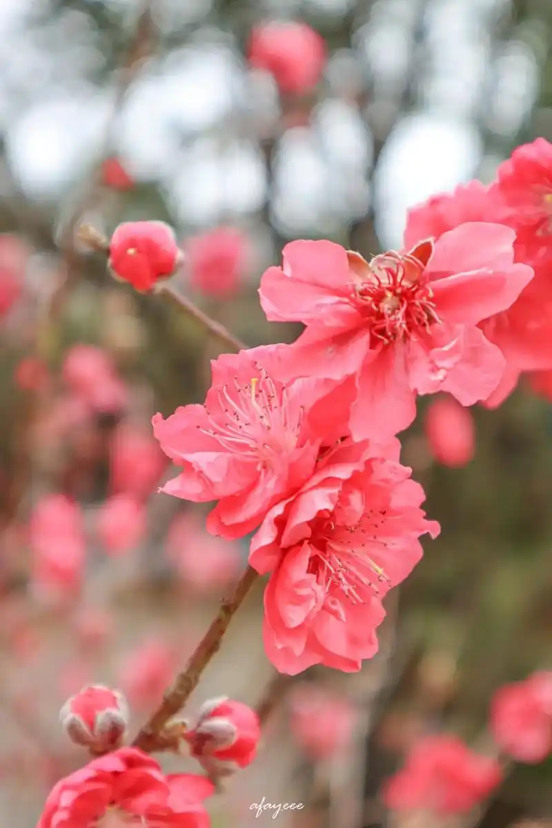 桃花依旧笑春风 #摄影 #桃花  - 抖音