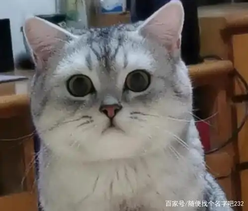 为什么要让猫咪发腮,怎样看猫是不是在发腮呢?