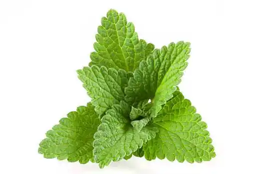 柠檬香蜂草图片