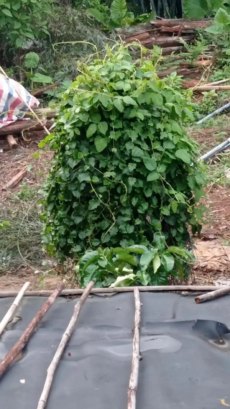 穷到涯野菜-田七叶 - 抖音