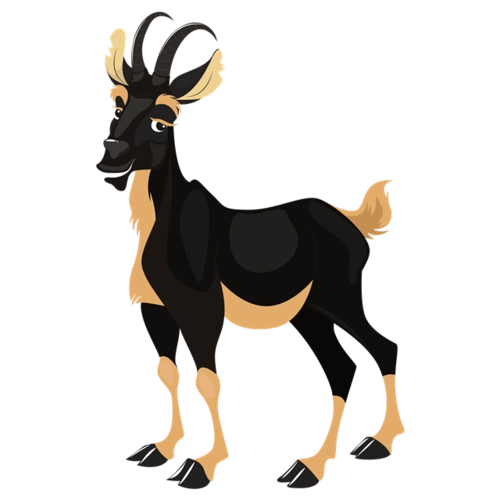 黑色藏羚羊