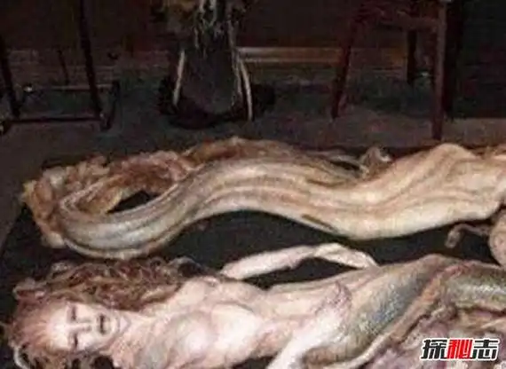 美人鱼真身吓人图片揭秘美人鱼长相惊悚十分可怕