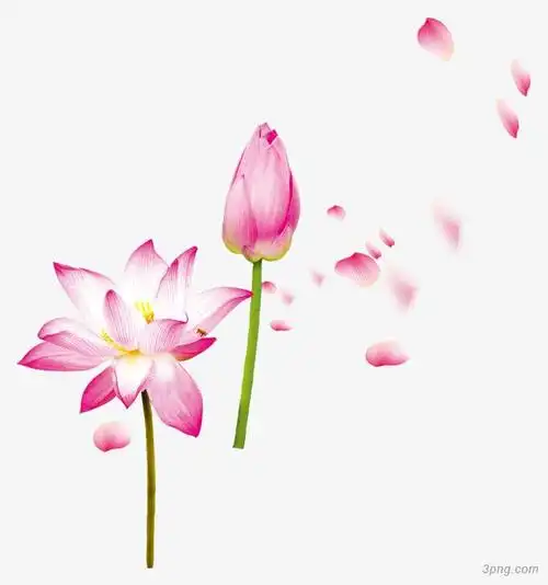 古典荷花png素材透明免抠图片其他元素