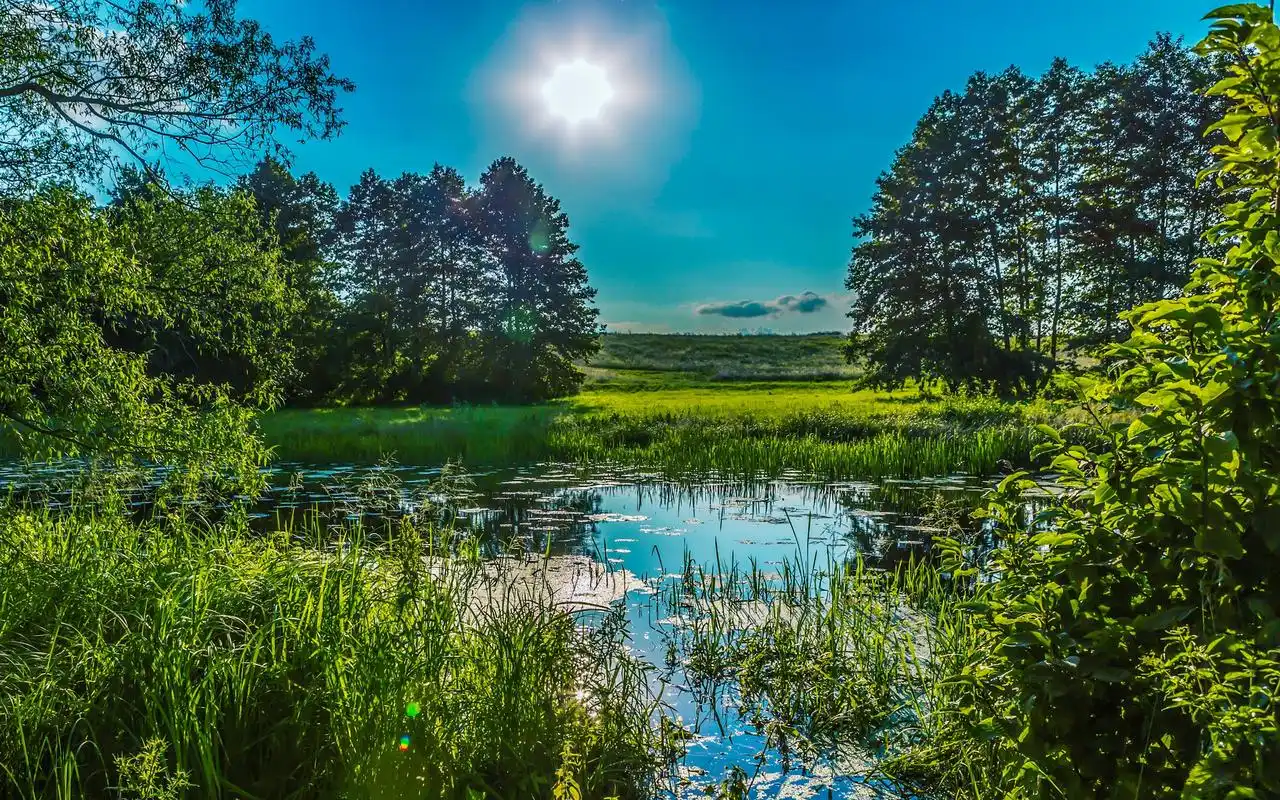乌克兰波尔塔瓦绿色夏天芦苇草树太阳池塘