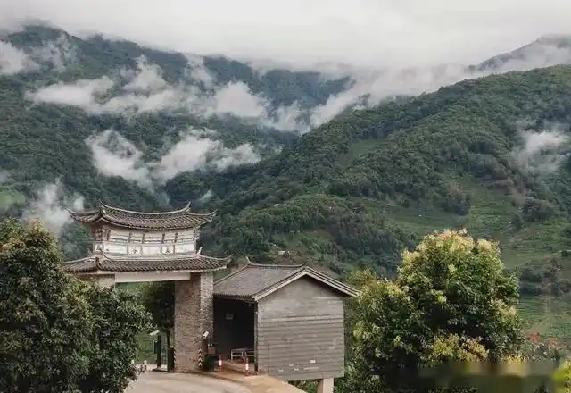 临沧顶级名山头冰岛老寨