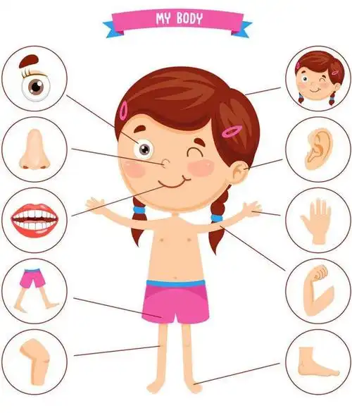 五官保健小知识 智慧岛双语幼儿园