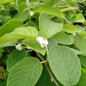 深山野生白猕猴桃根干品 白藤桃毛花杨桃白毛桃根 中草药500g包邮