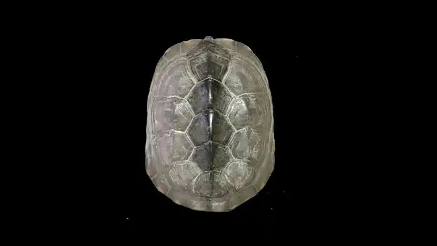 《如果国宝会说话》 凌家滩玉版玉龟