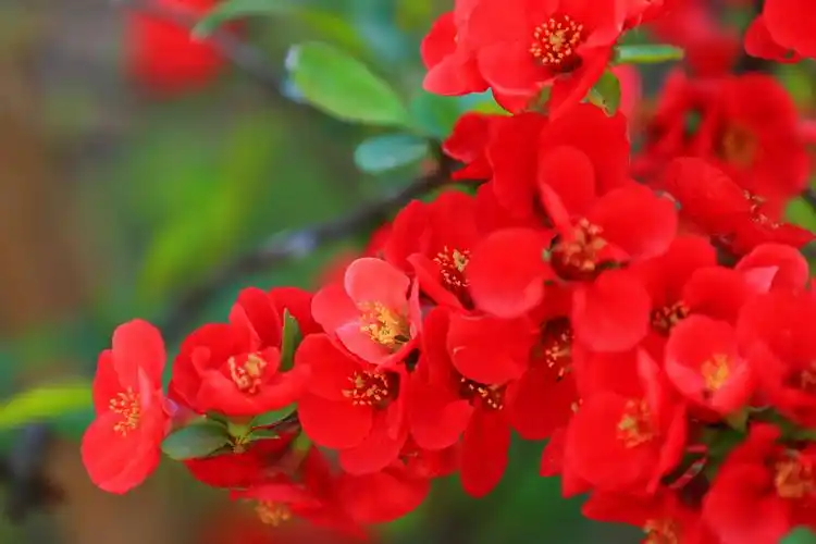 家中的海棠花,待命之中拍美景