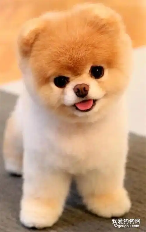 "全世界最可爱的狗狗"回汪星了,谢谢你曾经来过